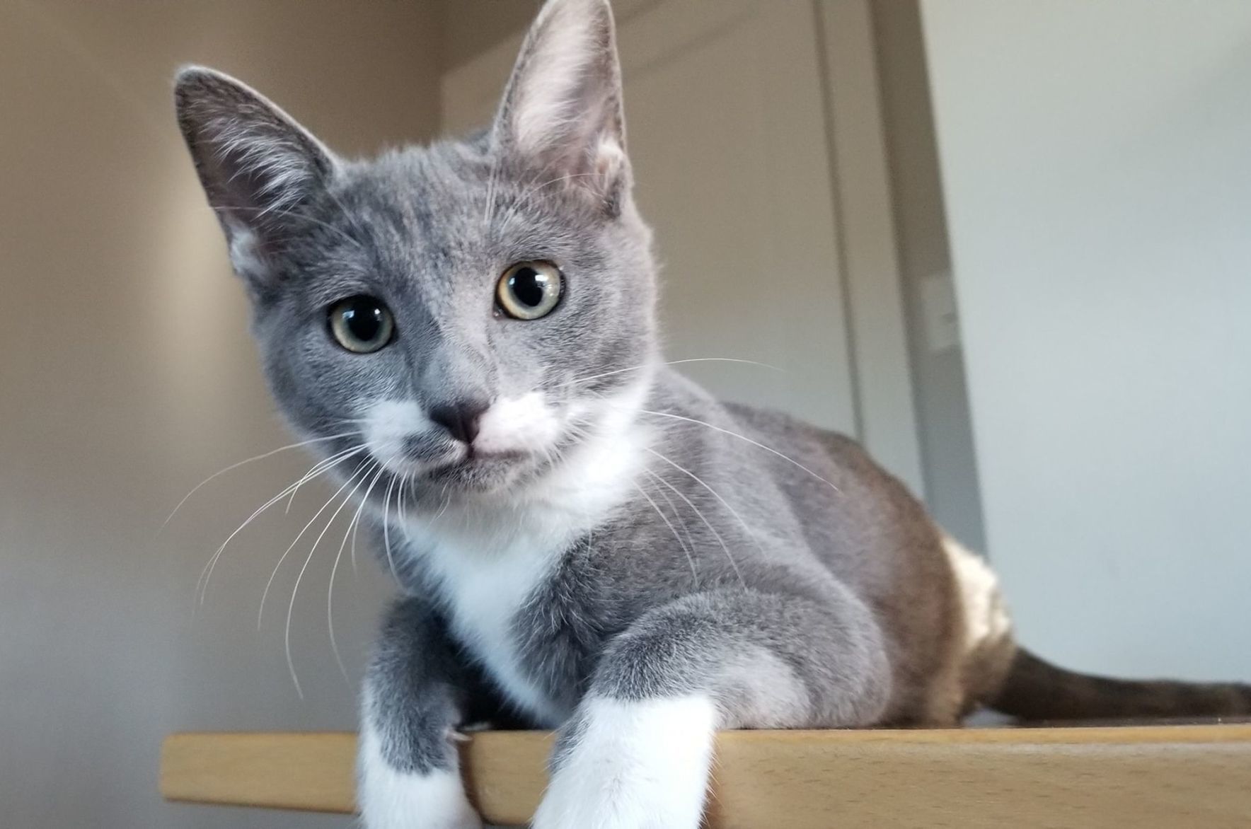 Adopt a Pet | Foxie